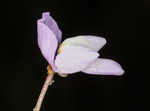 Eastern purple bladderwort